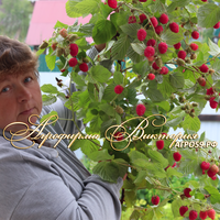 Малина МОСКОВСКИЙ ВЕЛИКАН (Россия, Москва) (КРУПНОМЕР! ОГРОМНЫЙ КУСТ, УРОЖАЙ В ГОД ПОСАДКИ) Малина МОСКОВСКИЙ ВЕЛИКАН (Россия, Москва) (КРУПНОМЕР! ОГРОМНЫЙ КУСТ, УРОЖАЙ В ГОД ПОСАДКИ)